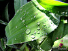Raindrops on leaf.