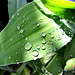 Raindrops on leaf.