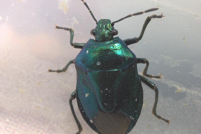 IMG 5227Shieldbug