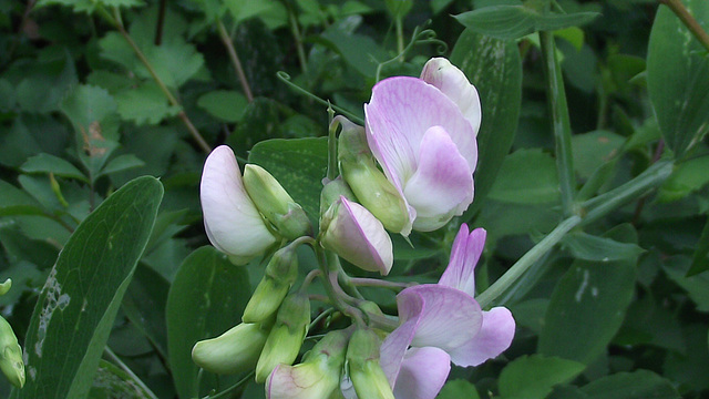 My wild sweetpea growing in the hedge