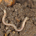 EFA0019millipede