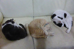 Tres gatos durmiendo