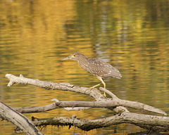 jeune bihoreau / young black-crowned night heron