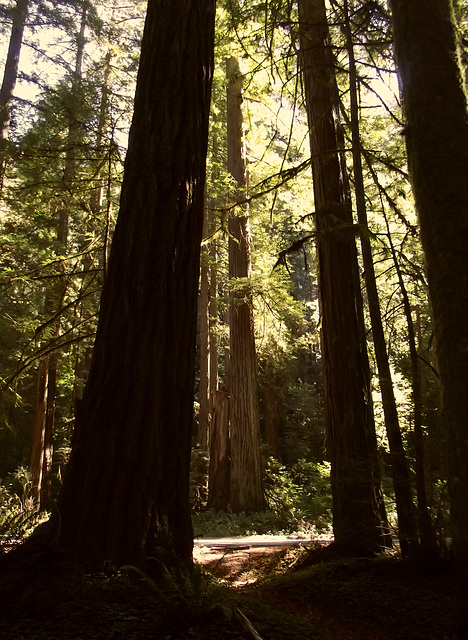 These are baby redwoods