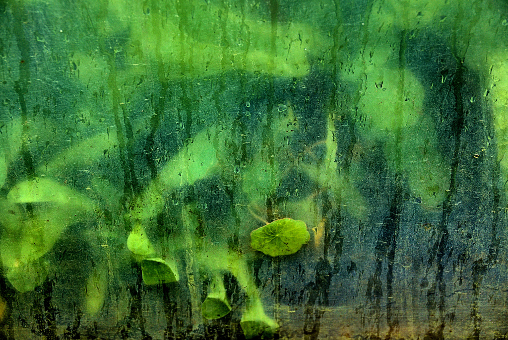 Polytunnel In And Out