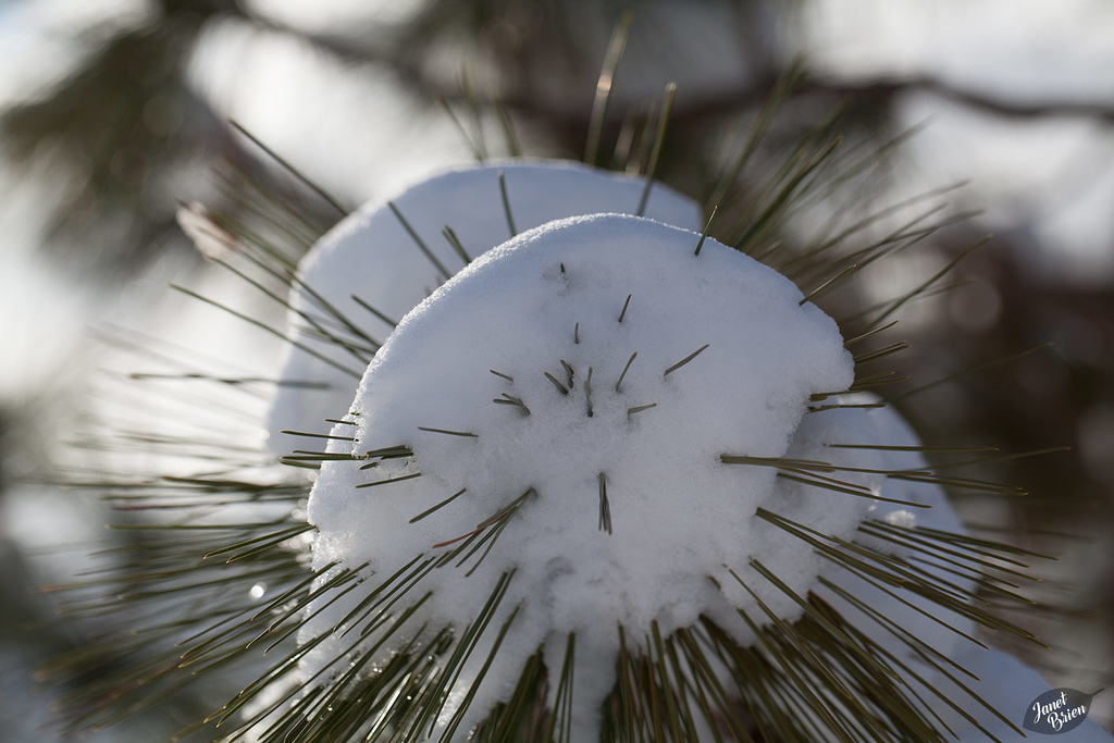 Pictures for Pam, Day 93: Snowy Porcupine