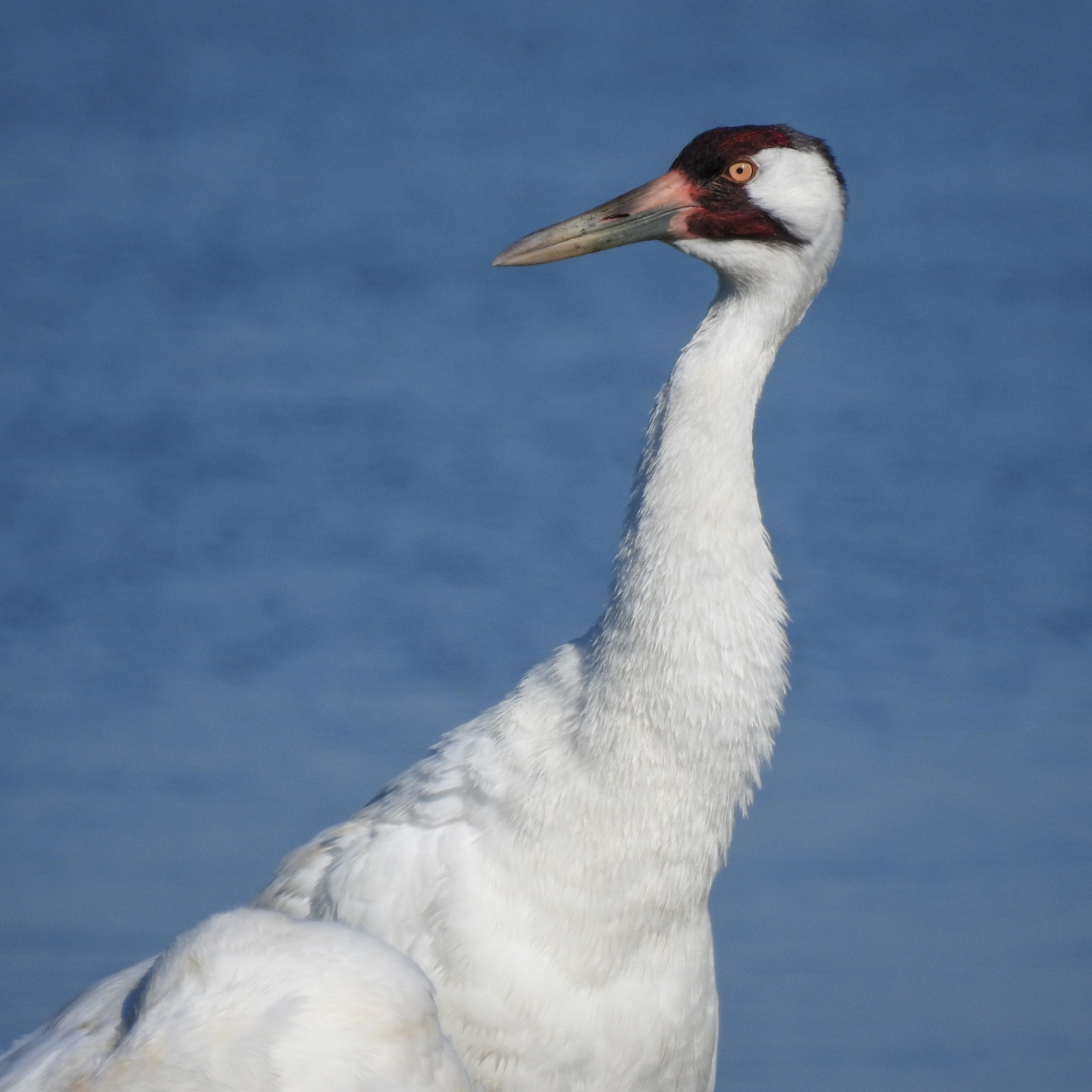 Day 3, adult Whooping Crane, Aransas