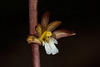 Corallorhiza maculata var. ozettensis (Ozette Coralroot orchid)