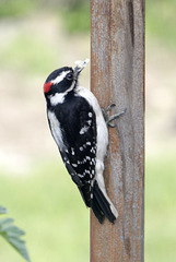 Downy Woodpecker