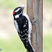 Downy Woodpecker