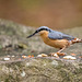 Nuthatch vm9