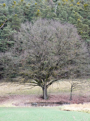 mein Freund, der Baum