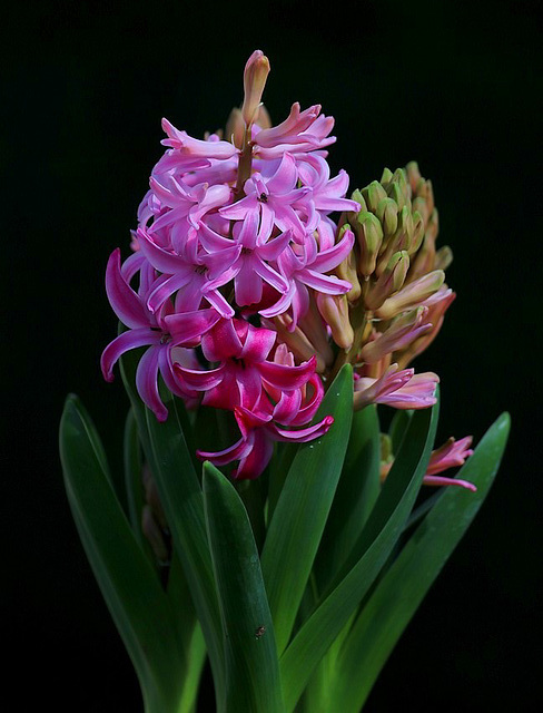 une jacinthe pour vous en vous souhaitant une bonne santé