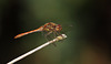 Common Darter (Sympetrum striolatum) male