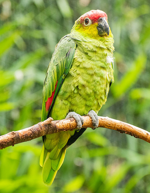 Equatorial amazon parrot