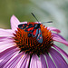 Zeit der Sonnenhüte - Time of the coneflowers