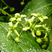 20230520 0167CPw [D~LIP] Pfaffenhütchen (Euonymus europaeus), Bad Salzuflen