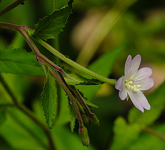 20240601 0256CPw [D~LIP] Berg-Wiedenröschen (Epilobium montanum), BS