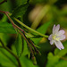 20240601 0256CPw [D~LIP] Berg-Wiedenröschen (Epilobium montanum), BS