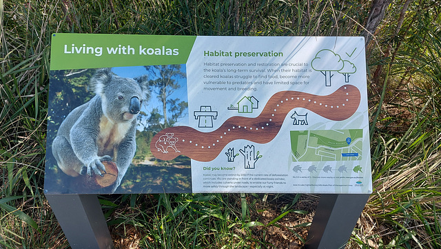 101/365 2025 Living with Koalas