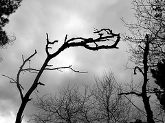 La branche