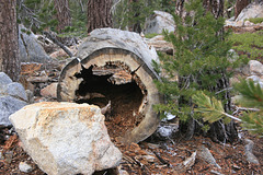 Hollow log