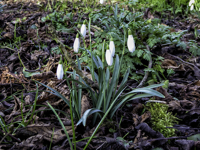 Snowdrops flowering in the woodland