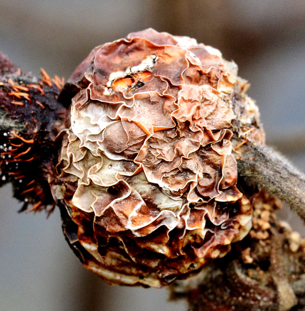 Wrinkled Rosehip 4