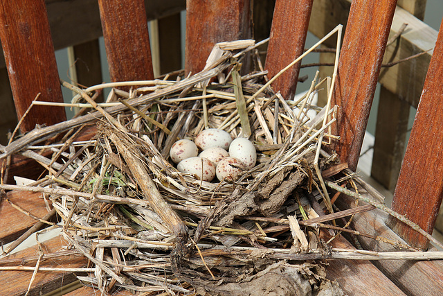 Moorhen nest at the boathouse