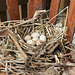 Moorhen nest at the boathouse