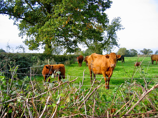 Nice looking guys on the Ivanhoe Way