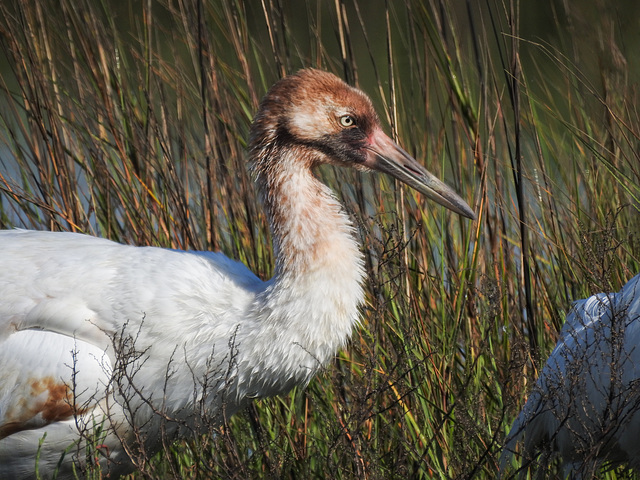 Day 3, Whooping Crane colt, Aransas