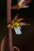 Corallorhiza maculata var. ozettensis (Ozette Coralroot orchid)