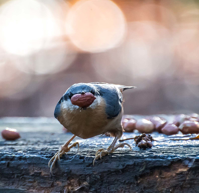 Nuthatch.1jpg