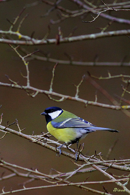 Mésange charbonniere