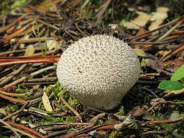 Puffball