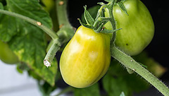 20150828 8659VRAw [D~RI] Tomate  (Solanum agg), Rinteln