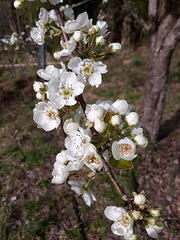 Pear flowers 21 March 2022