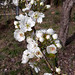 Pear flowers 21 March 2022