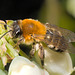 IMG 9692 Andrena Fulvav2