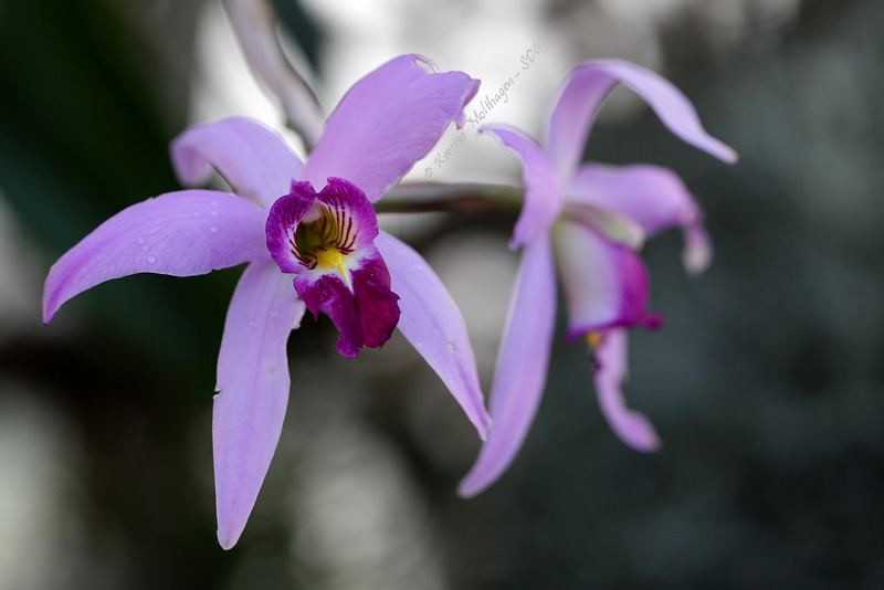 Orchidee (Wilhelma)