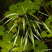 20230520 0169CPw [D~LIP] Taube Trespe (Bromus sterilis), Bad Salzuflen