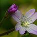 20240601 0257CPw [D~LIP] Berg-Weidenröschen (Epilobium montanum), BS