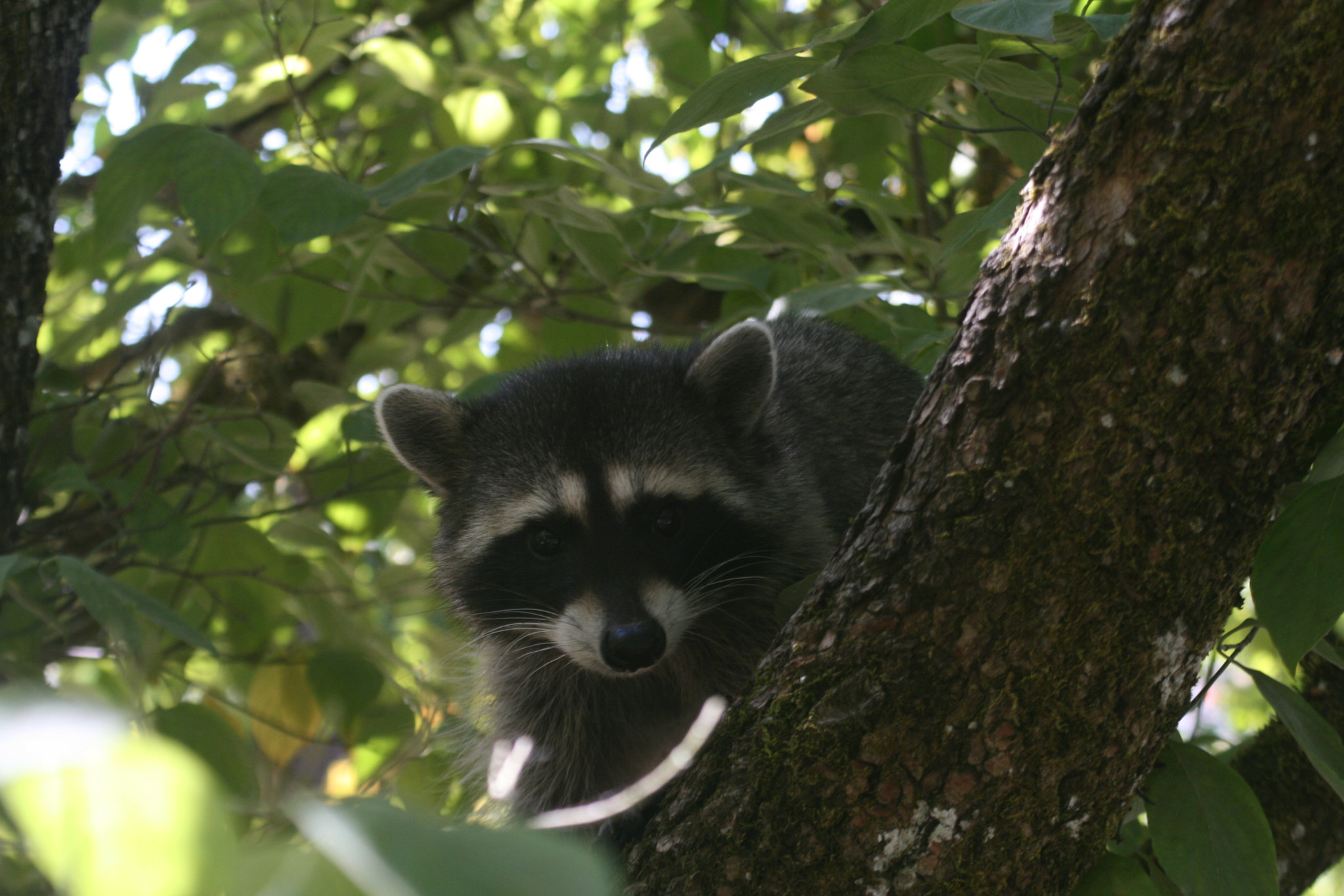 Confused Raccoon