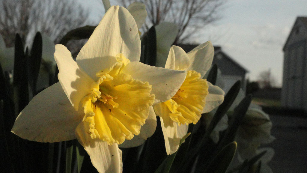 Daffodils