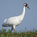 Day 3, adult male Whooping Crane, Aransas