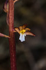 Corallorhiza maculata var. ozettensis (Ozette Coralroot orchid)