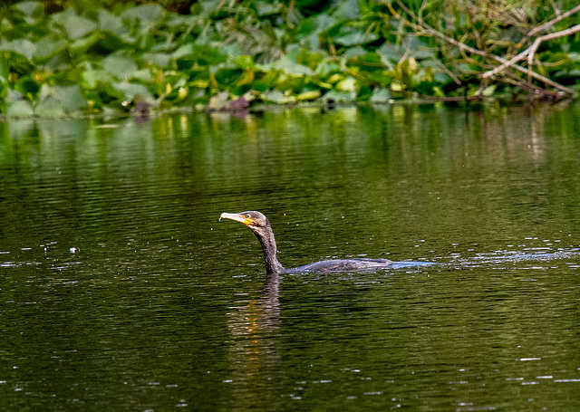 A cormorant on the mere today.