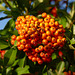 La couleur et les fruits. L'automne est là ...