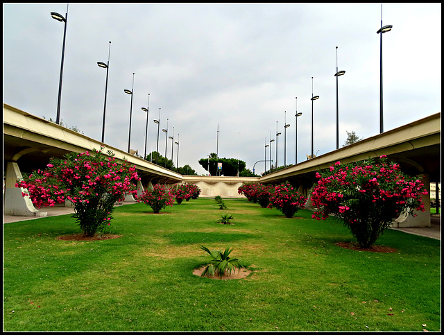 Valencia: parque del Turia, 3